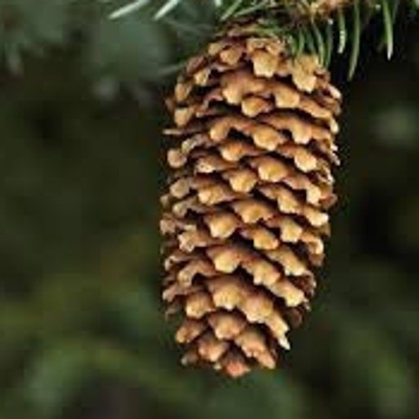 Blue Spruce Tree Pine Cones