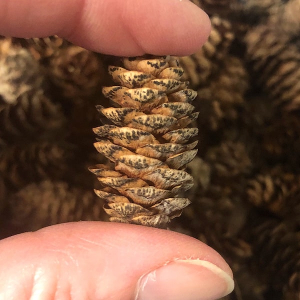 Natural Mini Pine Cones- 25