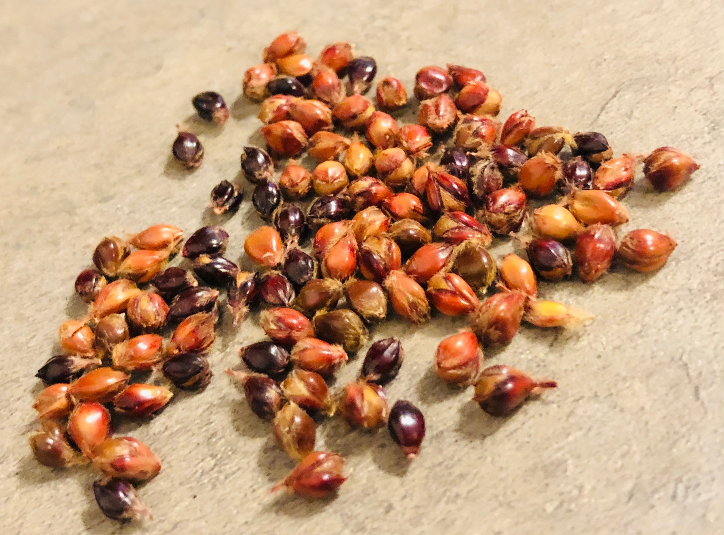 Broom Corn seeds mixed Etsy