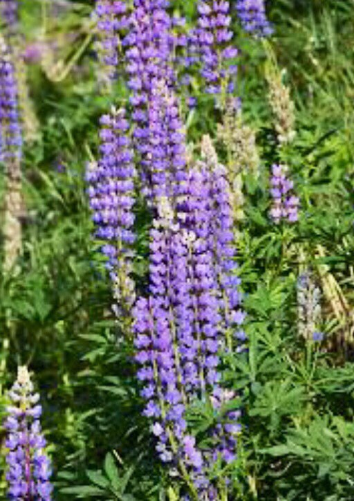 thumbnail image 2 of How To Harvest Lupine Seeds - Pro Tips For Sowing Or Eating | Homes And 2 of 14