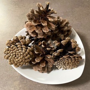 Hardwood Pinecones- 2/3 inch, craft-ready