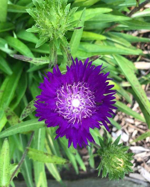 What Do Aster Seeds Look Like ubicaciondepersonas.cdmx.gob.mx