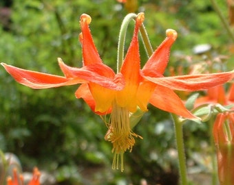 Semillas de aguileña naranja