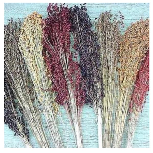 Broom Corn seeds- mixed