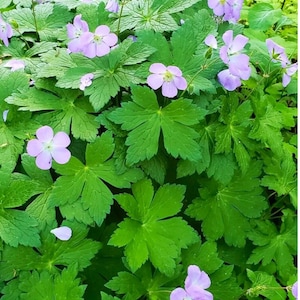 Wild Geranium Seeds