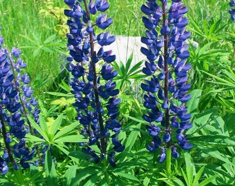 Mixed Blue Lupine Seeds