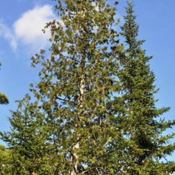 White Cedar Tree Seeds - 25