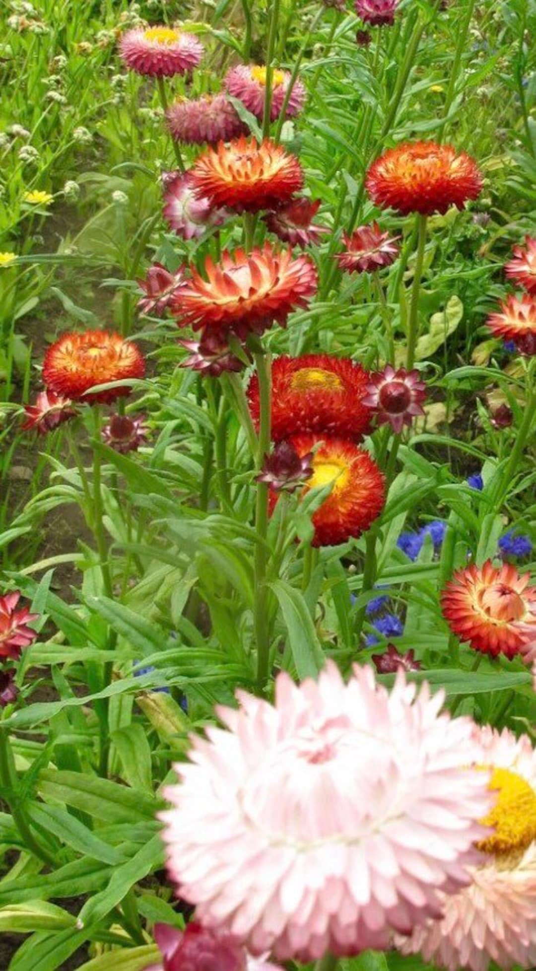 Mixed Straw Flower Seeds Etsy