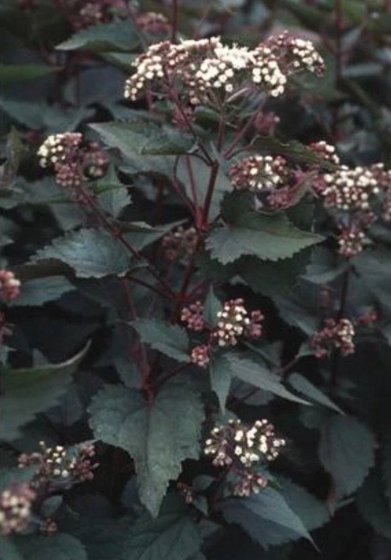 Chocolate Joe Pye Weed Seeds Etsy