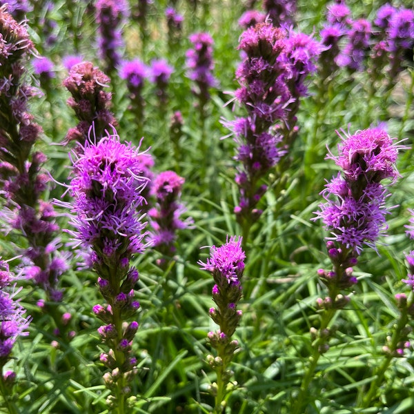 Liatris Blazing Star Seeds