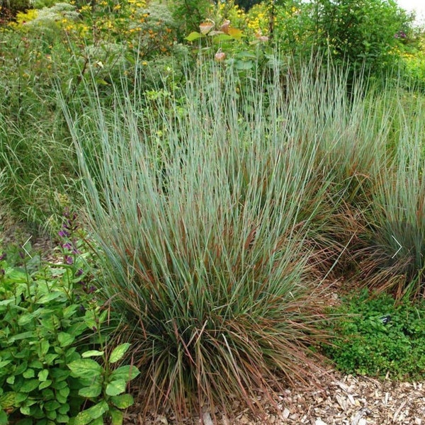 Little Bluestem Grass Seed