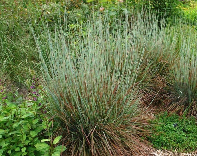 Little bluestem grass seed etsy