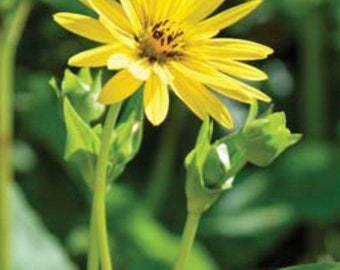 Yellow Cup Plant Seeds