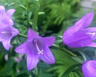 Blue Bellflower Seeds