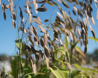 Northern Sea Oat Seeds