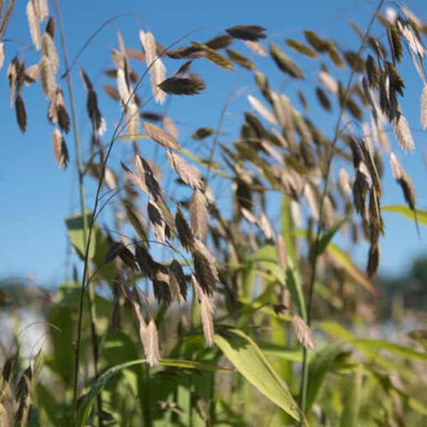 Northern Sea Oat Seeds