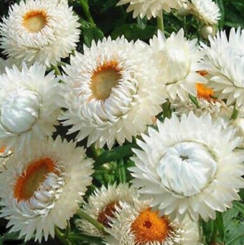 White Straw Flower Seeds Etsy