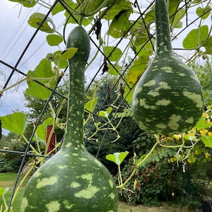 May include: Two green gourds with white splotches hang from a trellis. The gourds are long and narrow with a bulbous bottom.