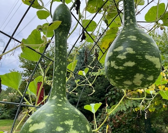 Semillas de calabaza de cuello de cisne
