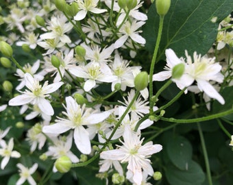 Sweet Autumn Clematis Seeds