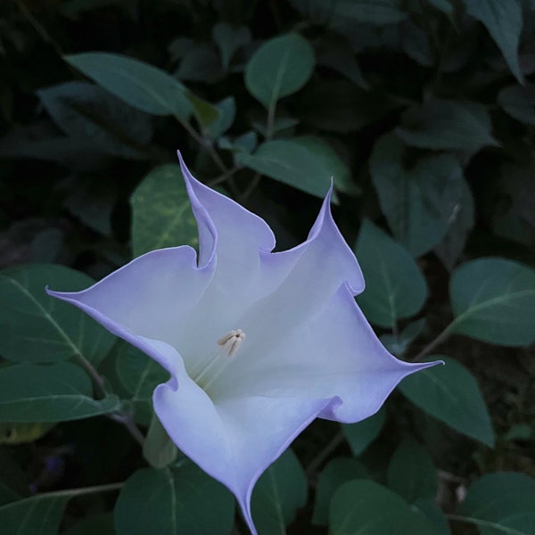 Moonflower Seeds