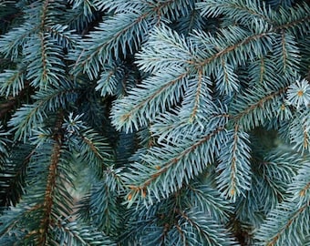 Colorado Blue Spruce Tree Seeds