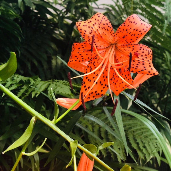 Michigan Lilly Bulbets