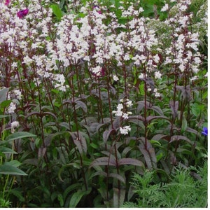 Penstemon Blackbeard Flower Seeds