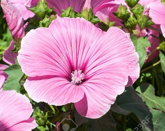 Pink Mallow, Swamp Mallow Seeds