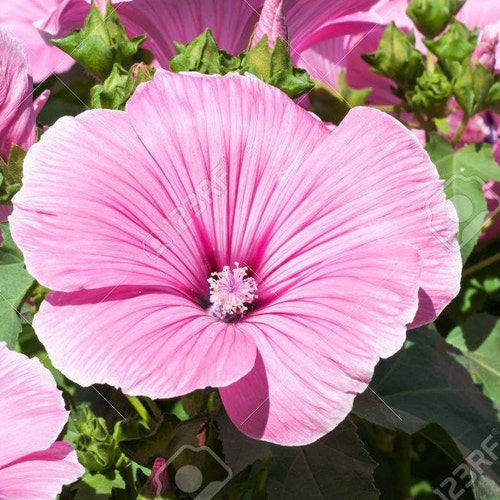 PINK SWAMP MALLOW PERENNIAL FLOWER 25 SEEDS PINK SWAMP MALLOW PERENNIAL FLOWER 25 SEEDS