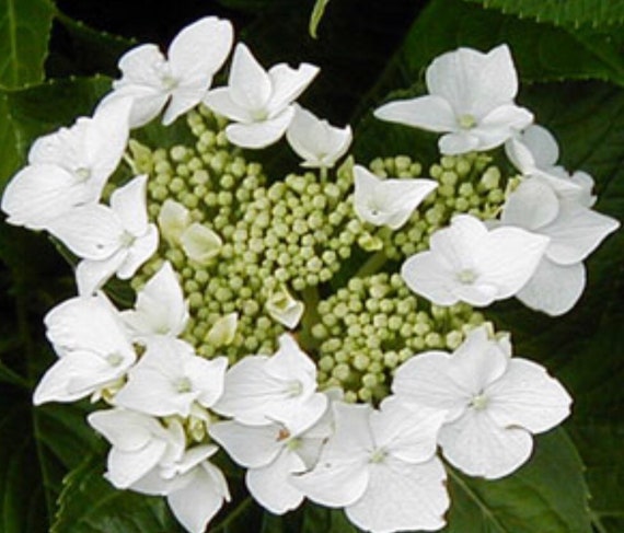 Lacecap hydrangea deals