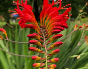 Semillas de crocosmia Lucifer