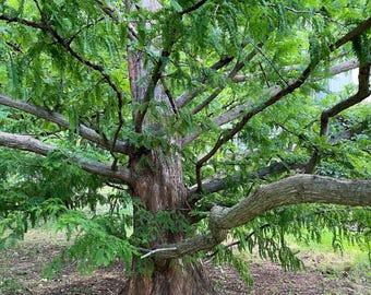 Redwood Tree Seeds