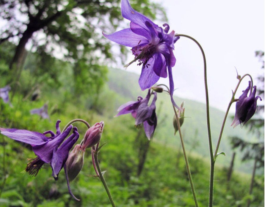 Purple Columbine Flower Seeds Etsy