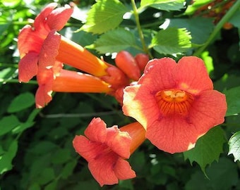 Semillas de enredadera de trompeta naranja