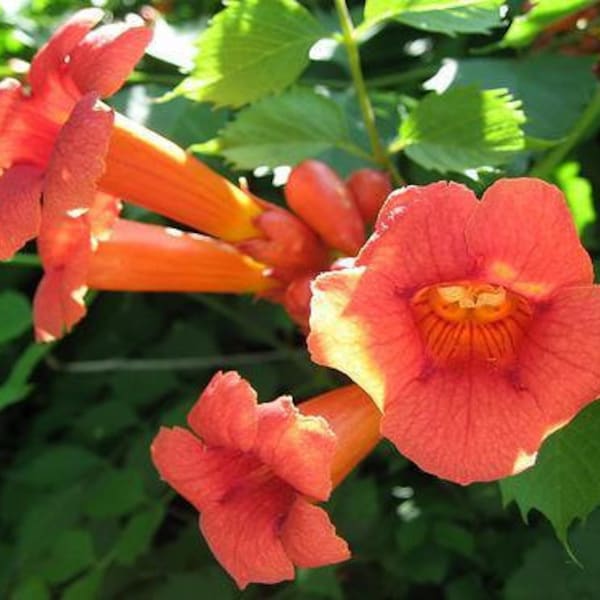 Orange Trumpet Vine Seeds
