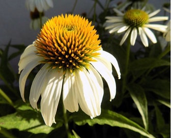White Coneflower Seeds