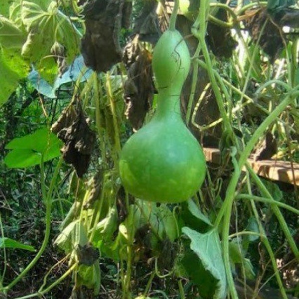 Birdhouse Gourd seeds