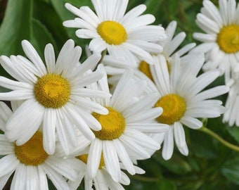 Semillas de margarita de Montauk