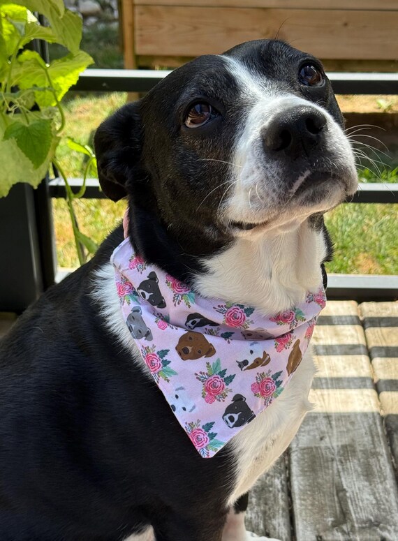 Pitbull Print Dog Bandana – Cute Pit Bull Dog Accessory – Pitbull