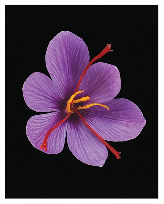 Saffron Flower Saffron Spice Edible Plant Herbalism Etsy.de
