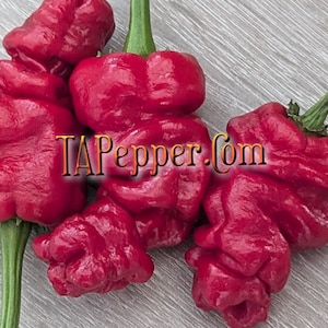 May include: Close-up of several bright red peppers with textured surfaces and green stems. The peppers are clustered together, showcasing their unique, irregular shapes. The text "TAPepper.com" is visible on the peppers.