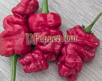 15+ Zou-Pi Pepper Seeds - Padded envelope shipping, tracking number included. AKA Shar Pei