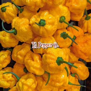 20+ Scotch Brains Pepper Seeds  -TAPepperCom -Padded envelope shipping, tracking number included.