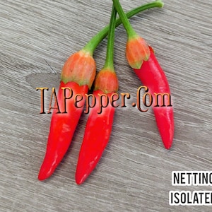 May include: Three red chili peppers on a wood background. The peppers are arranged in a cluster, with the stems pointing upwards. The text "TAPepper.com" is visible in the background.