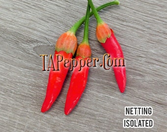 15+ Bleeding Rawit Seeds -isolated- Padded envelope shipping, tracking number included.