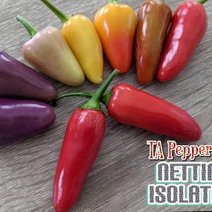 May include: An assortment of colorful peppers, including purple, yellow, orange, and red varieties, are displayed on a wooden surface. The peppers have green stems and vary in shape. The text "TA Pepper.com NETTING ISOLATED" is visible in the lower right corner.