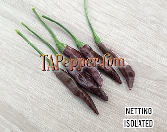 15+ KS Chocolate Linzo Pepper Seeds -isolated- Padded envelope shipping, tracking number included.