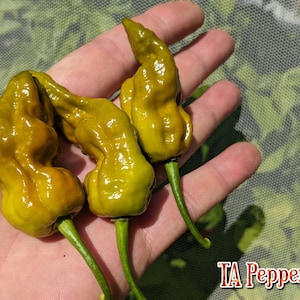 20+ 7 Pot Slimer Pepper Seeds -TAPepperCom-Padded envelope shipping, tracking number included.