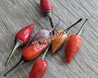 15+ Tennessee Teardrop Pepper Seeds -TAPepperCom- isolated-Padded envelope shipping, tracking number included.